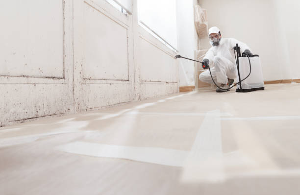 24/7 Emergency Mold Removal experts in Nashville, MI